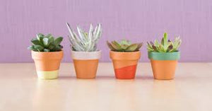 July 16, (Gulf Shores) Art al Fresco - Create with Paint - Clay Pot with Succulent $25